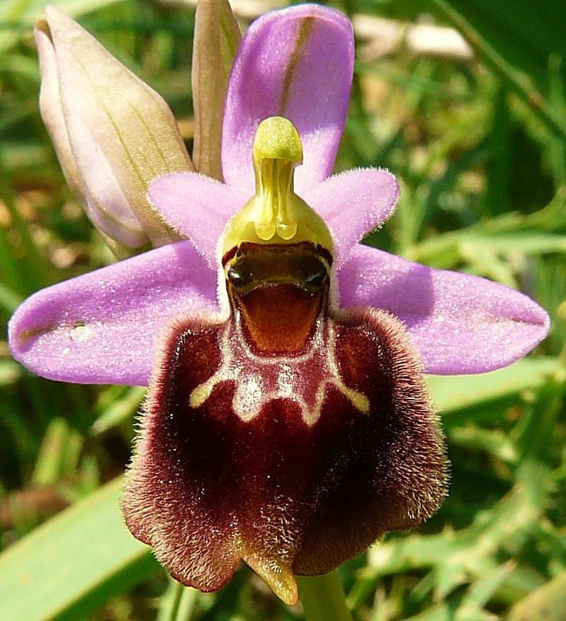 Ophrys x montis-angeli(tenthrediniferaxbiscutella)